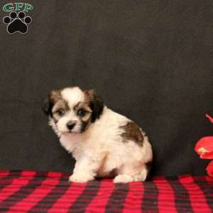 Norah, Maltipoo Puppy